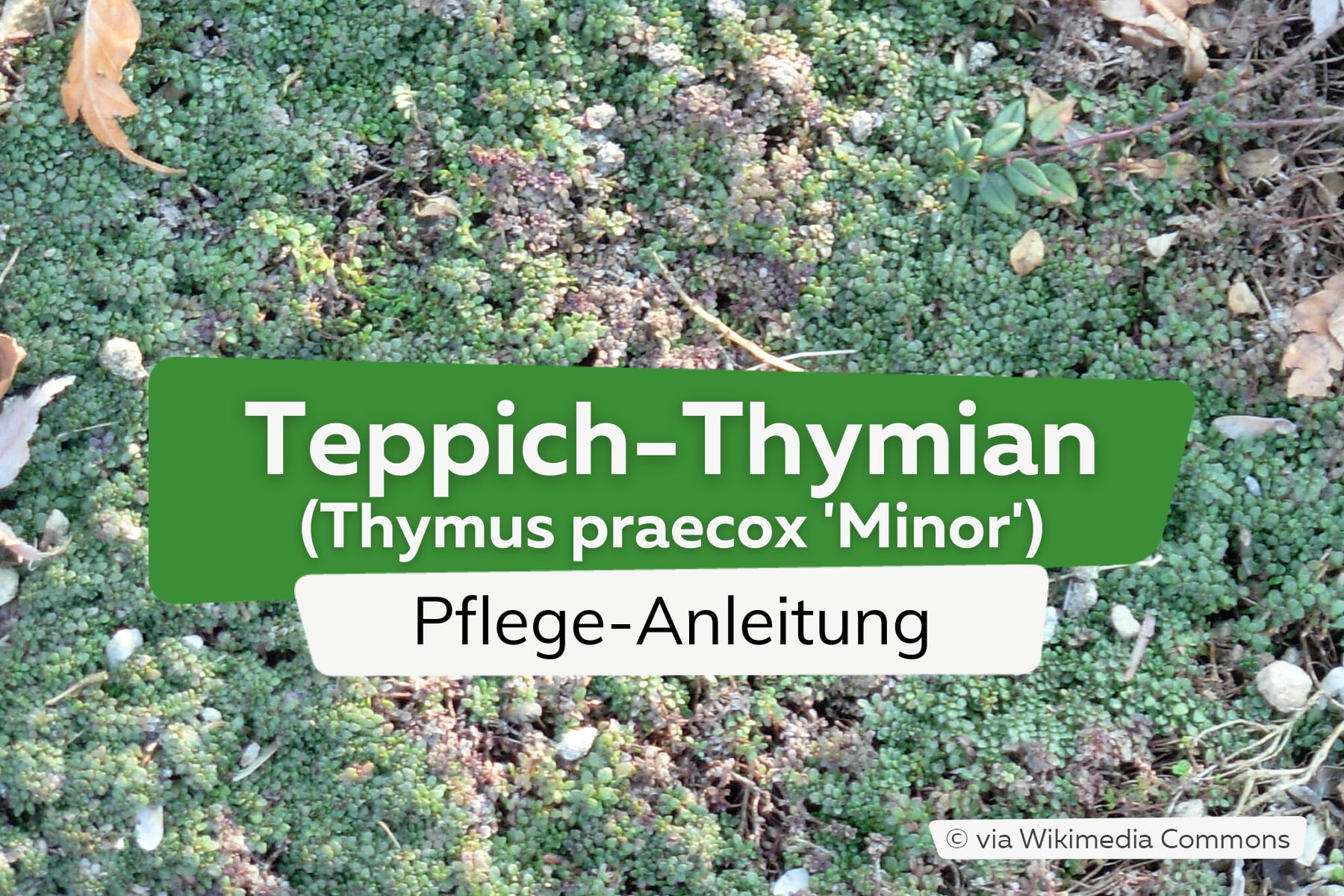 Teppich-Thymian (Thymus minor)