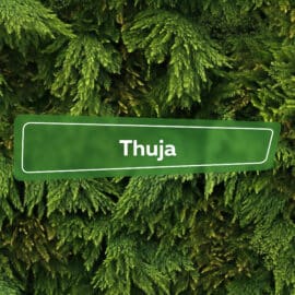 Thuja