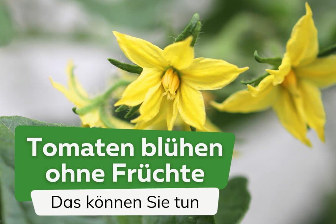 Tomaten blühen ohne Früchte