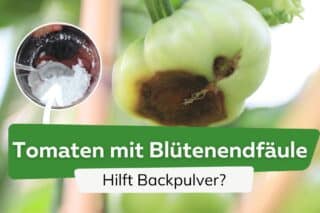 Bltenendfule an Tomaten: wie hilft Backpulver?