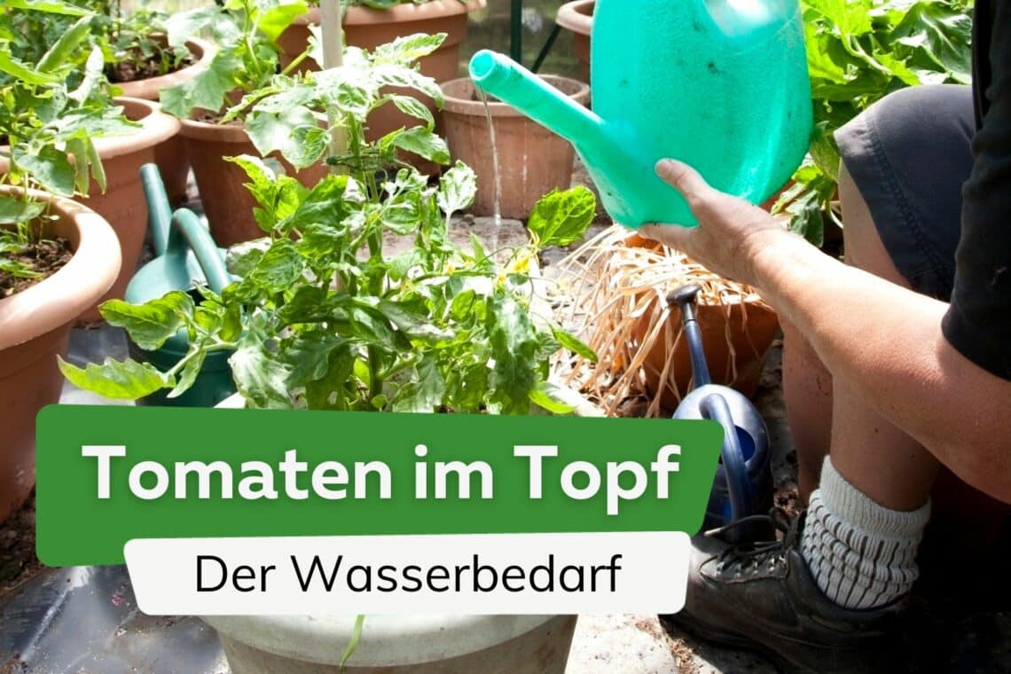 Tomaten im Topf Wann und wie oft gießen