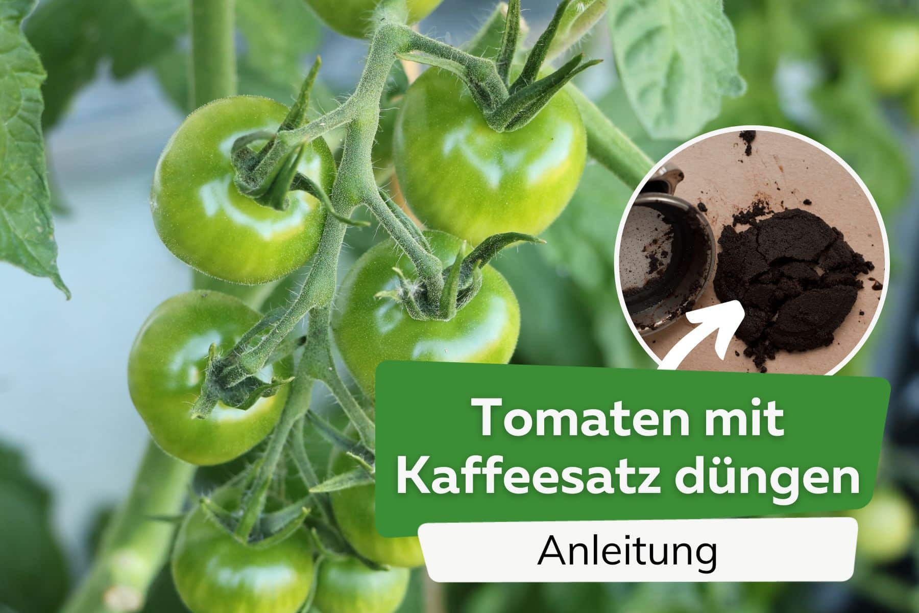 Tomaten mit Kaffeesatz düngen Titel