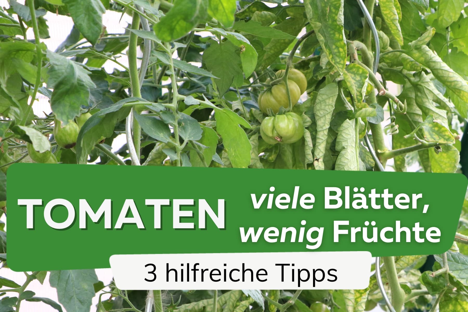 Tomaten haben viele Blätter, aber wenig Früchte