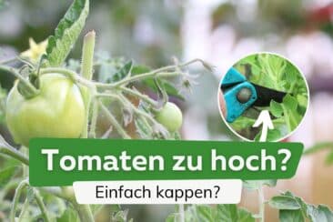 Tomaten wachsen zu hoch