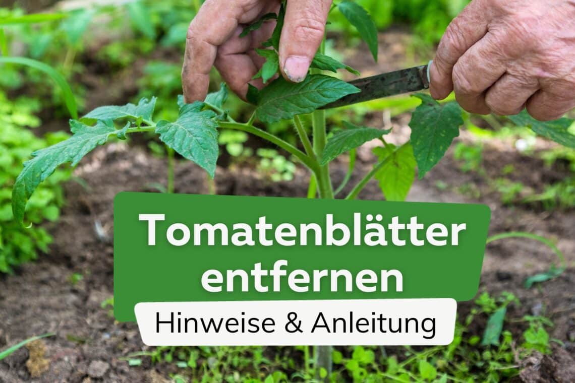 Tomatenblätter entfernen