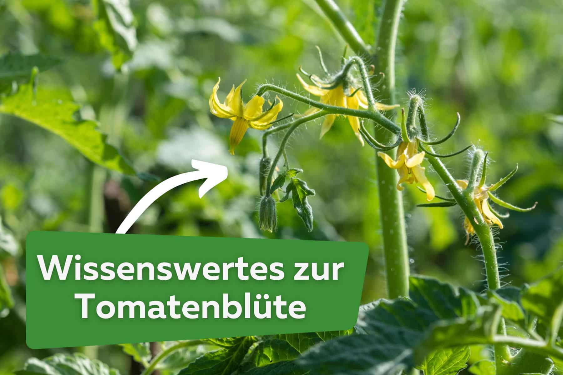 Alles zur Tomatenblüte Titel