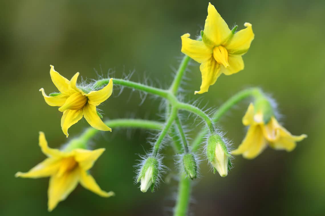 Tomatenblüte