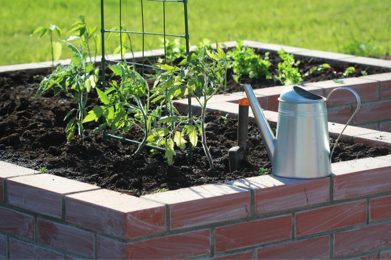 Tomatenpflanze im Hochbeet mit Gießkanne