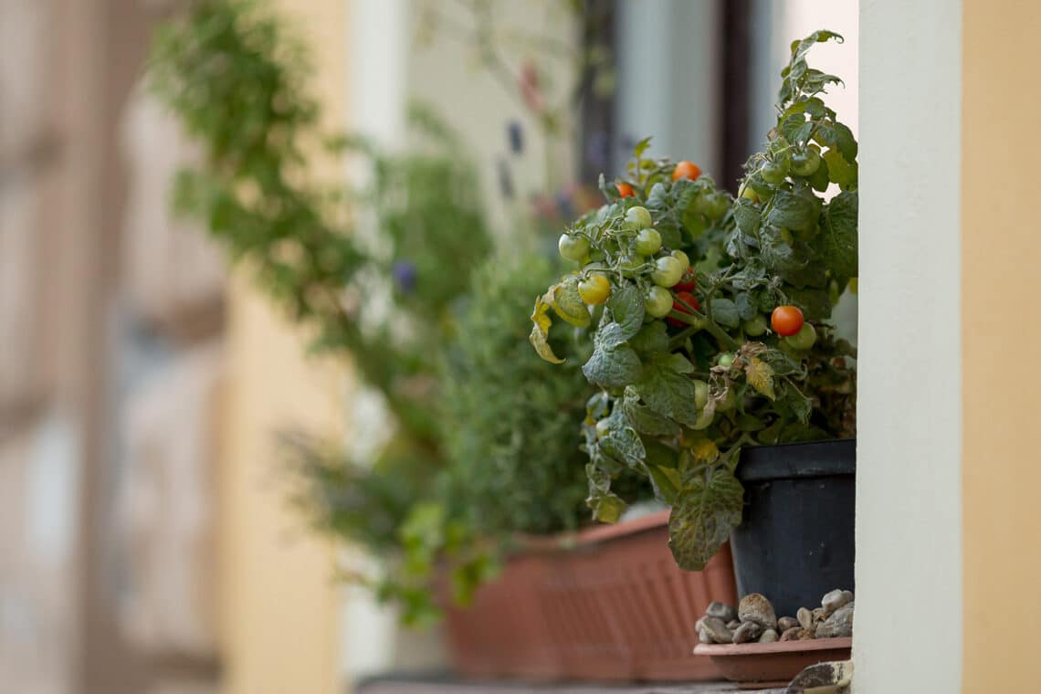 Tomatenpflanze im Topf