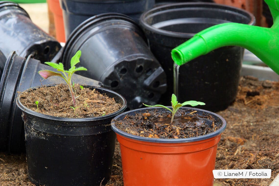 Tomatensetzlinge im Topf gießen