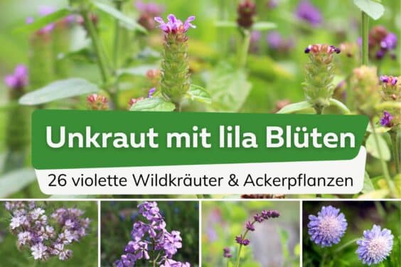 Unkraut mit lila Blüten