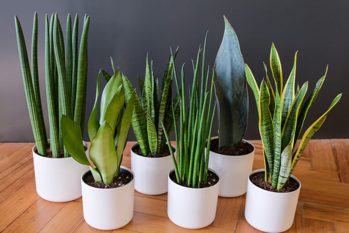 verschiedene Bogenhanfarten (Sansevieria) 