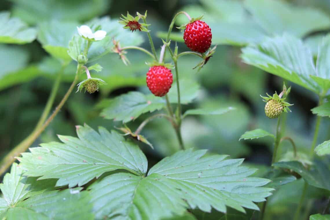 Walderdbeere (Fragaria vesca)