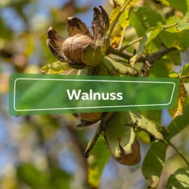 Walnuss