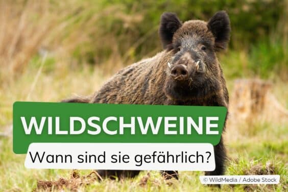 Wann sind Wildschweine gefährlich?