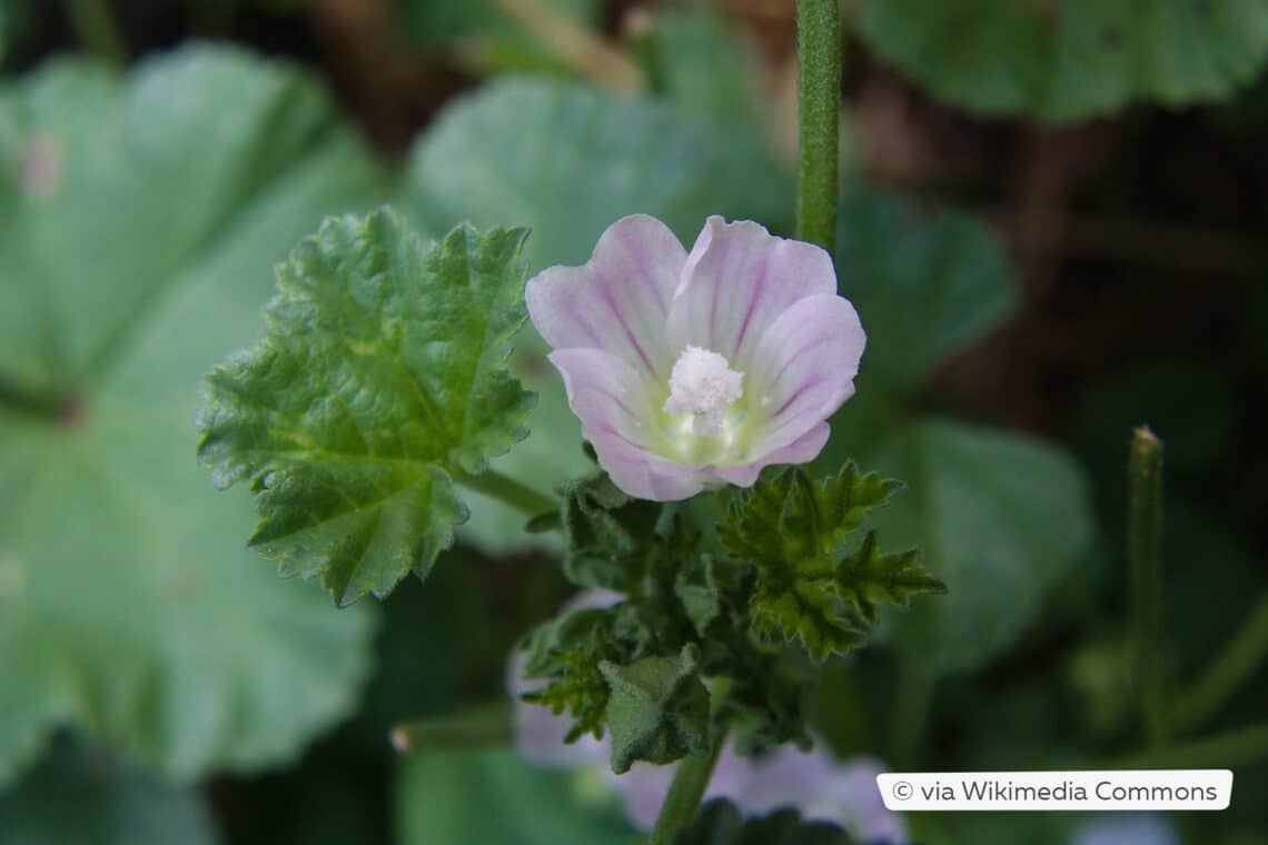 Wegmalve (Malva neglecta)