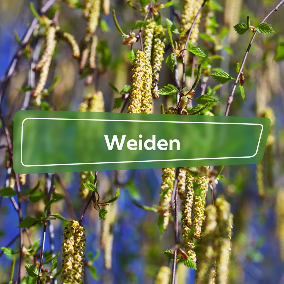 Weiden