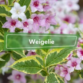 Weigelie