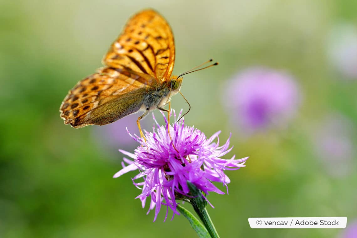 Großer Perlmuttfalter (Argynns aglaja) an Wiesen-Flockenblume (Centaurea jacea)