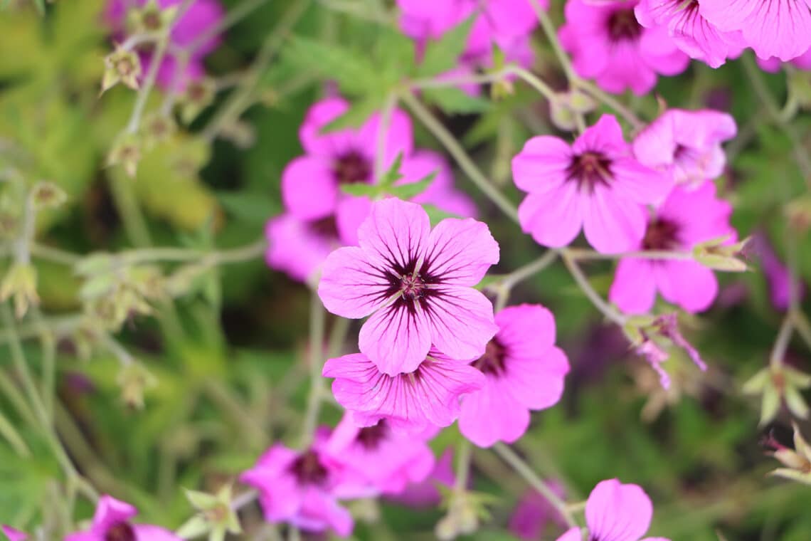 Wilde Malve (Malva sylvestris)