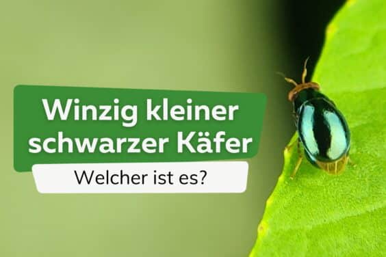 Winzig kleiner schwarzer Käfer