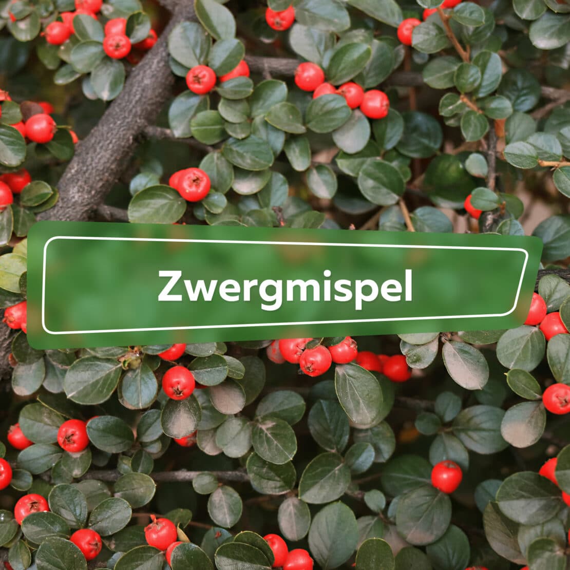 Zwergmispel