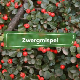 Zwergmispel