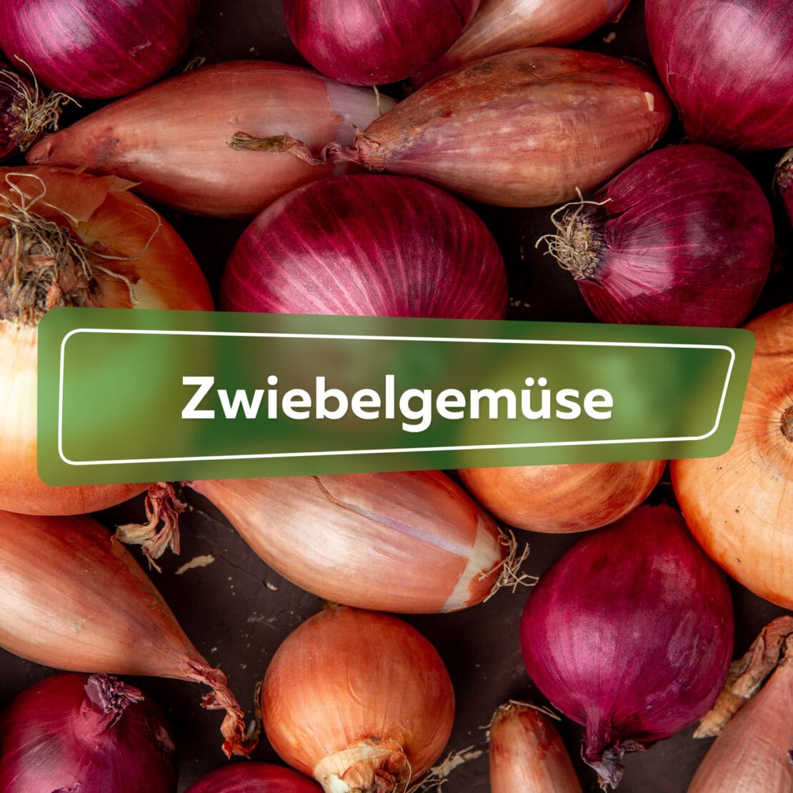 Zwiebelgemüse