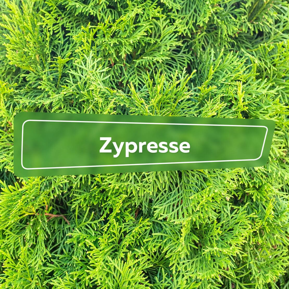 Zypresse