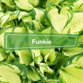 Funkie