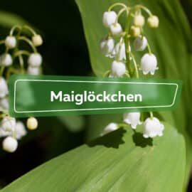 Maiglöckchen