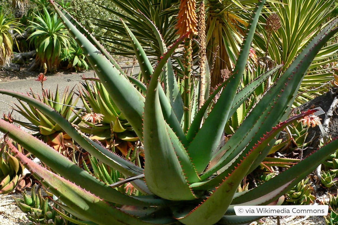 Afrikanische Aloe (Aloe africana)