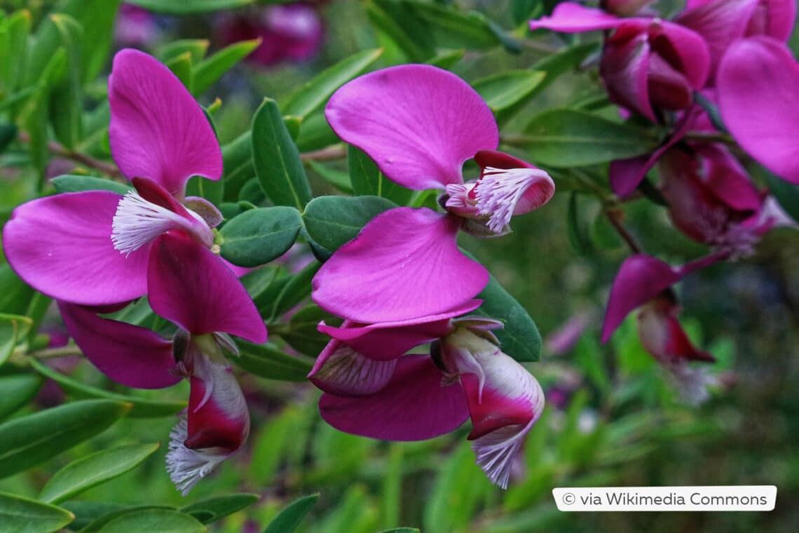 Afrikanische Myrten-Kreuzblume (Polygala myrtifolia)