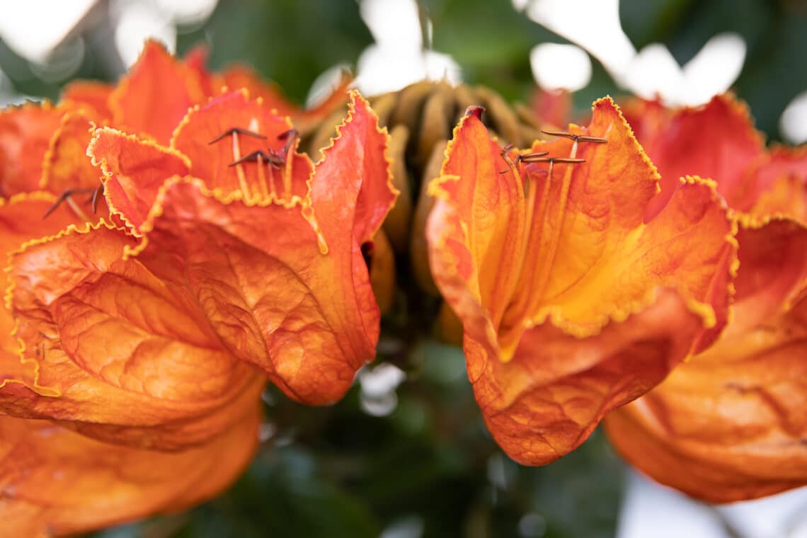 Afrikanischer Tulpenbaum (Spathodea campanulata)