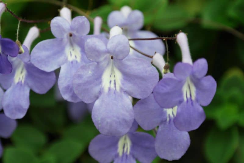 Afrikanisches Veilchen (Streptocarpus saxorum)