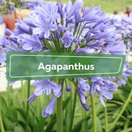 Agapanthus