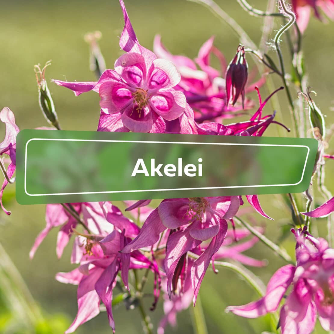 Akelei