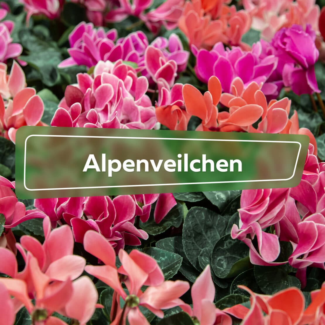 Alpenveilchen