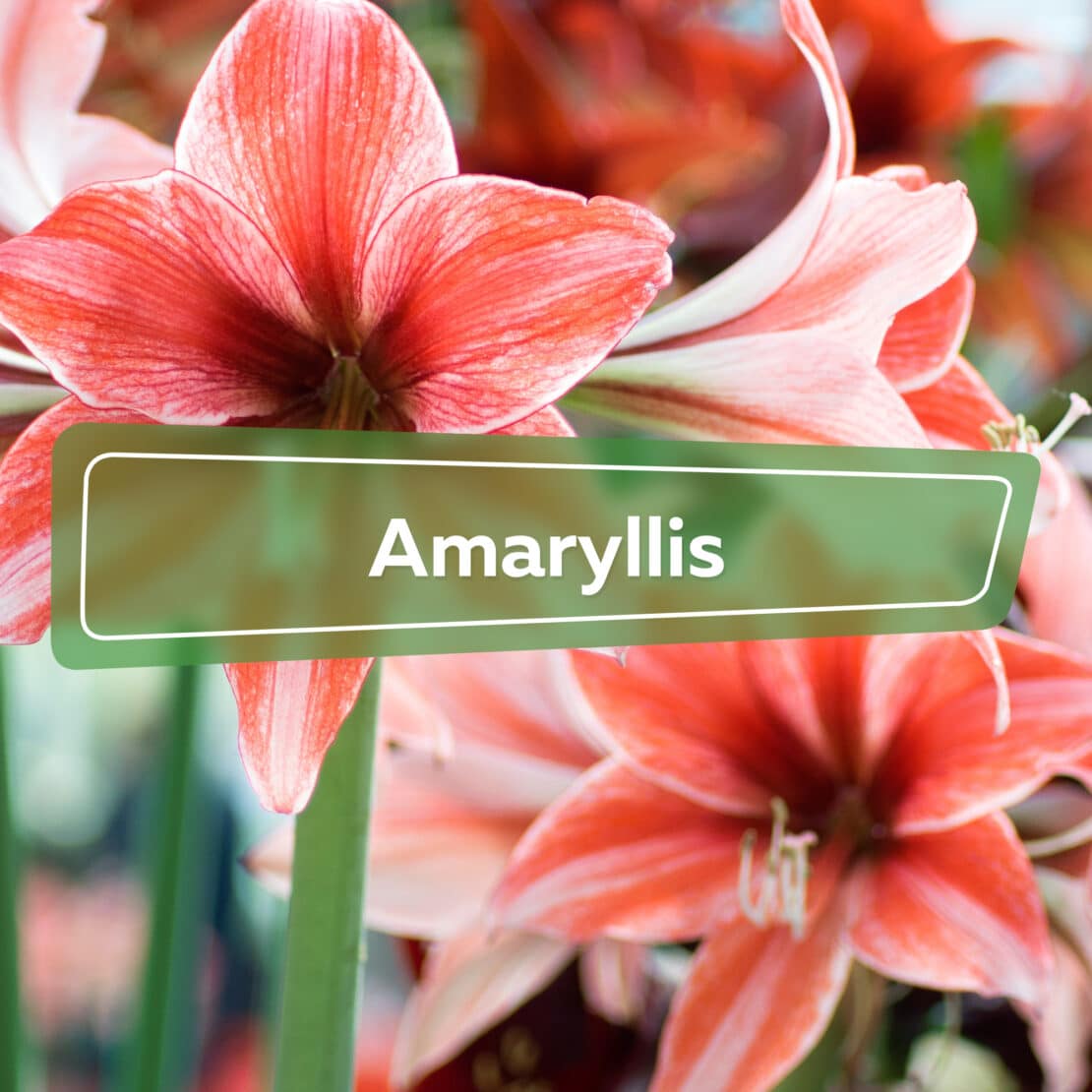 Amaryllis