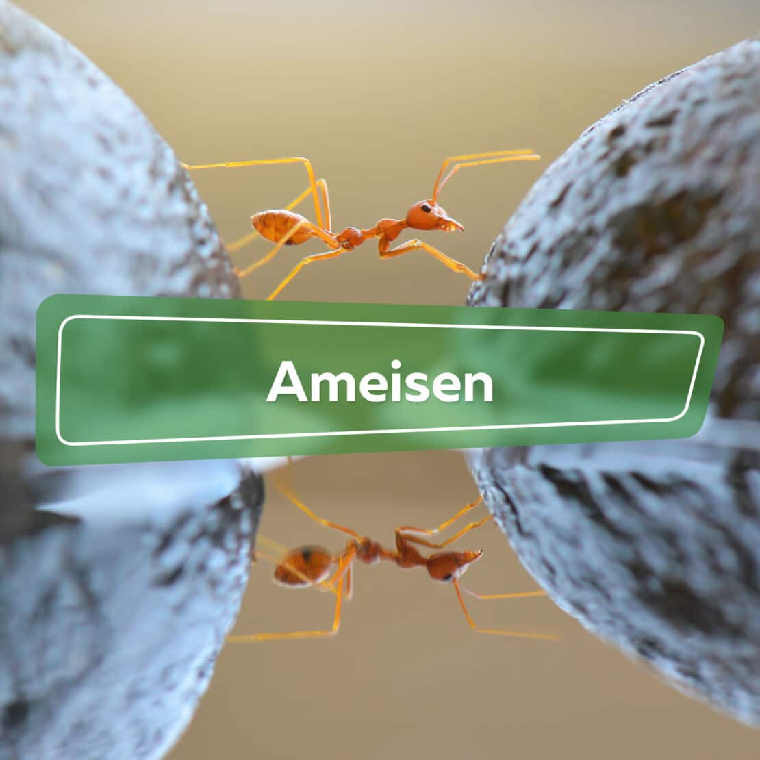 Ameisen