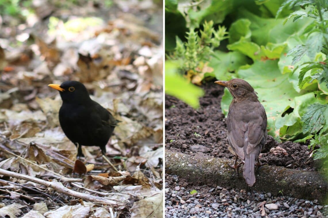 Amsel-Männchen (links) und Weibchen (rechts)