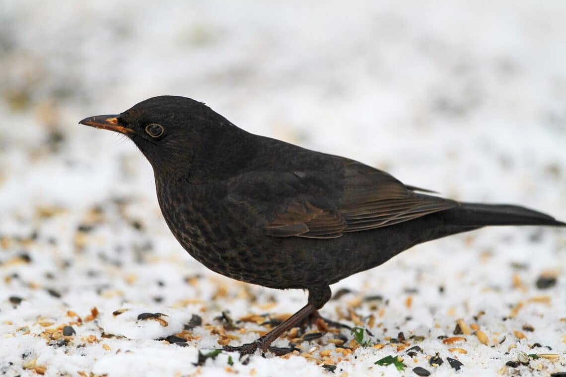 Männliche Amsel im Winter