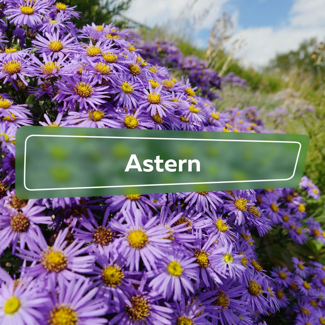 Astern