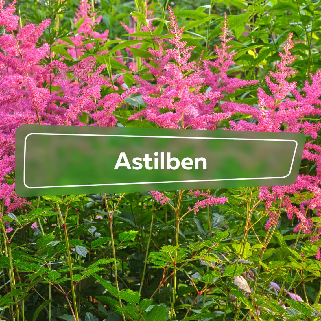 Astilben