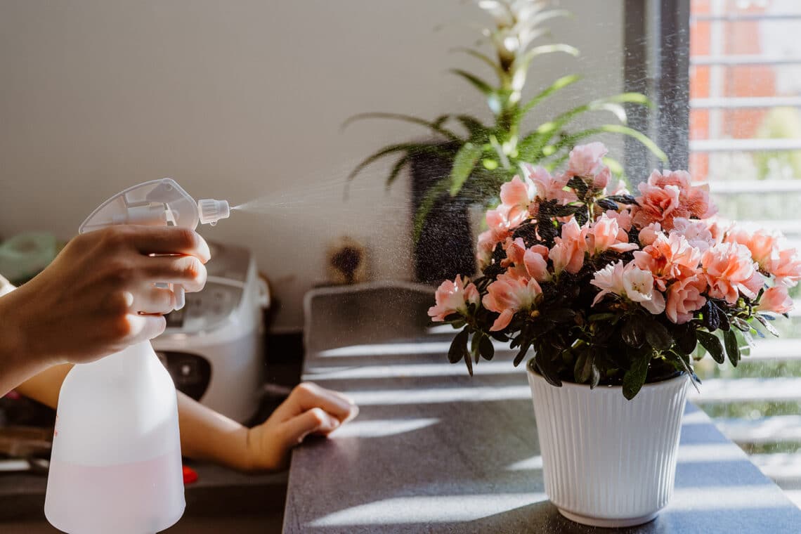 Azalee mit Wasser besprühen