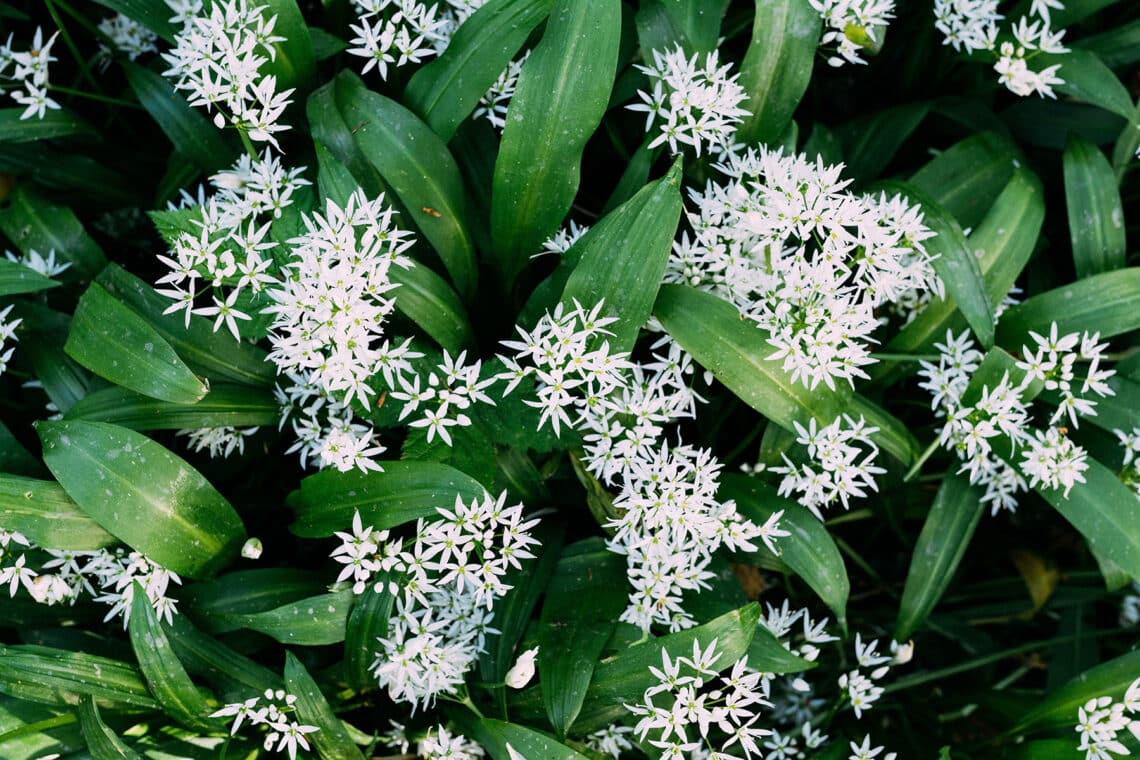 Bärlauch (Allium ursinum)