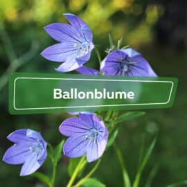 Ballonblume