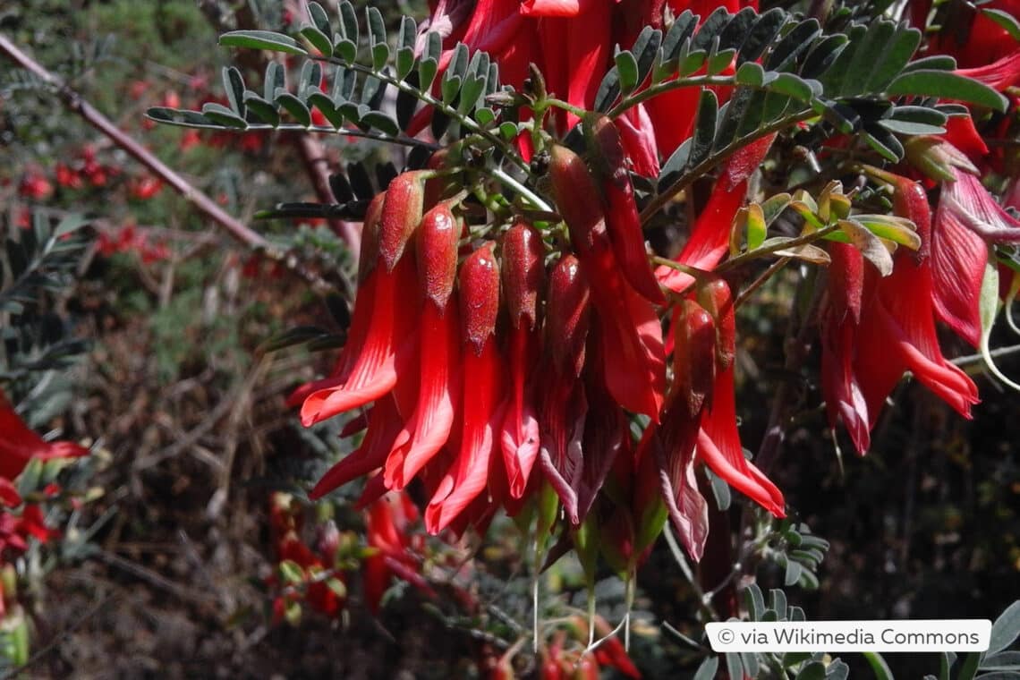 Ballonerbse (Sutherlandia frutescens)