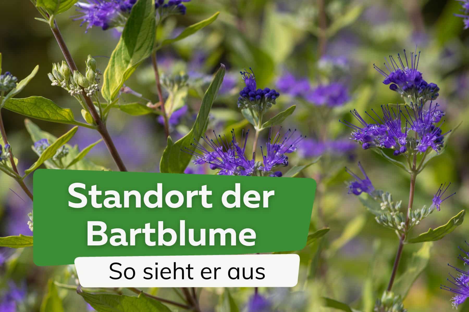 Bartblume: So sieht der ideale Standort aus