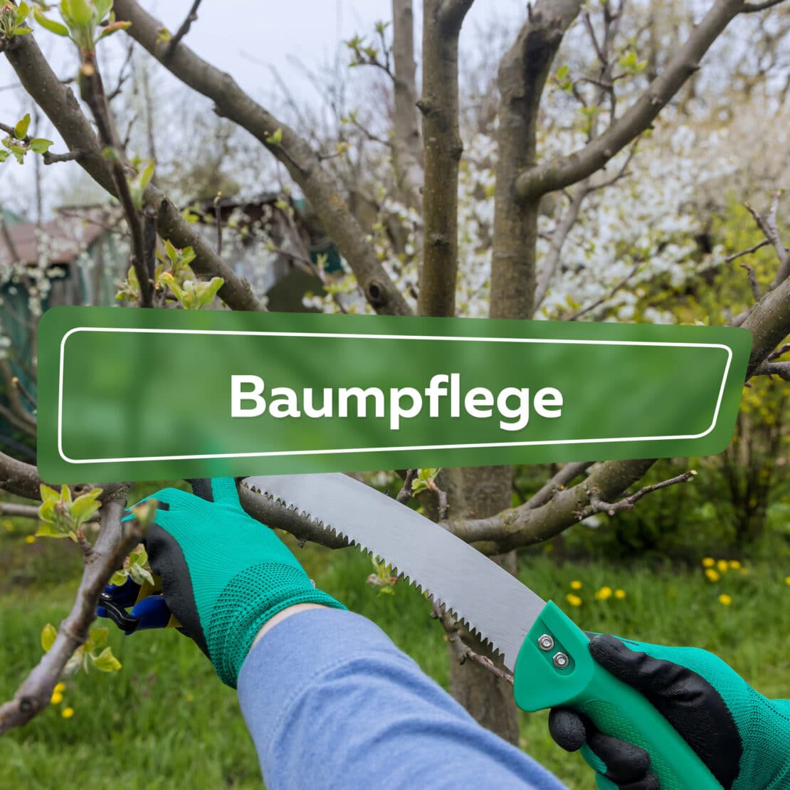 Baumpflege